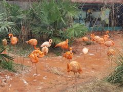 -鸡鸣汤包(红山动物园店)