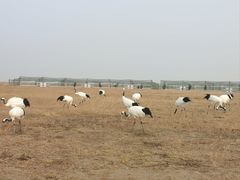 -盐城丹顶鹤湿地生态旅游区