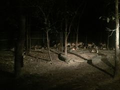 -清迈夜间动物园