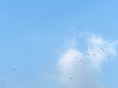 -大亚湾红树林城市湿地公园