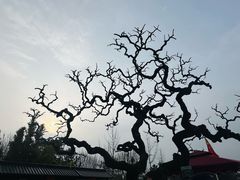-大慈恩寺(大雁塔)