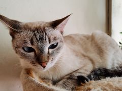 -藏猫猫咖啡主题馆(中央大道店)