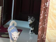 -创凡宠物医院·骨专科  猫科中心(西乡分院)