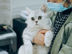 -瑞派名望志远动物医院·猫科·內科·异宠专科(直港大道店)