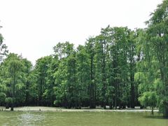 -池杉湖湿地公园