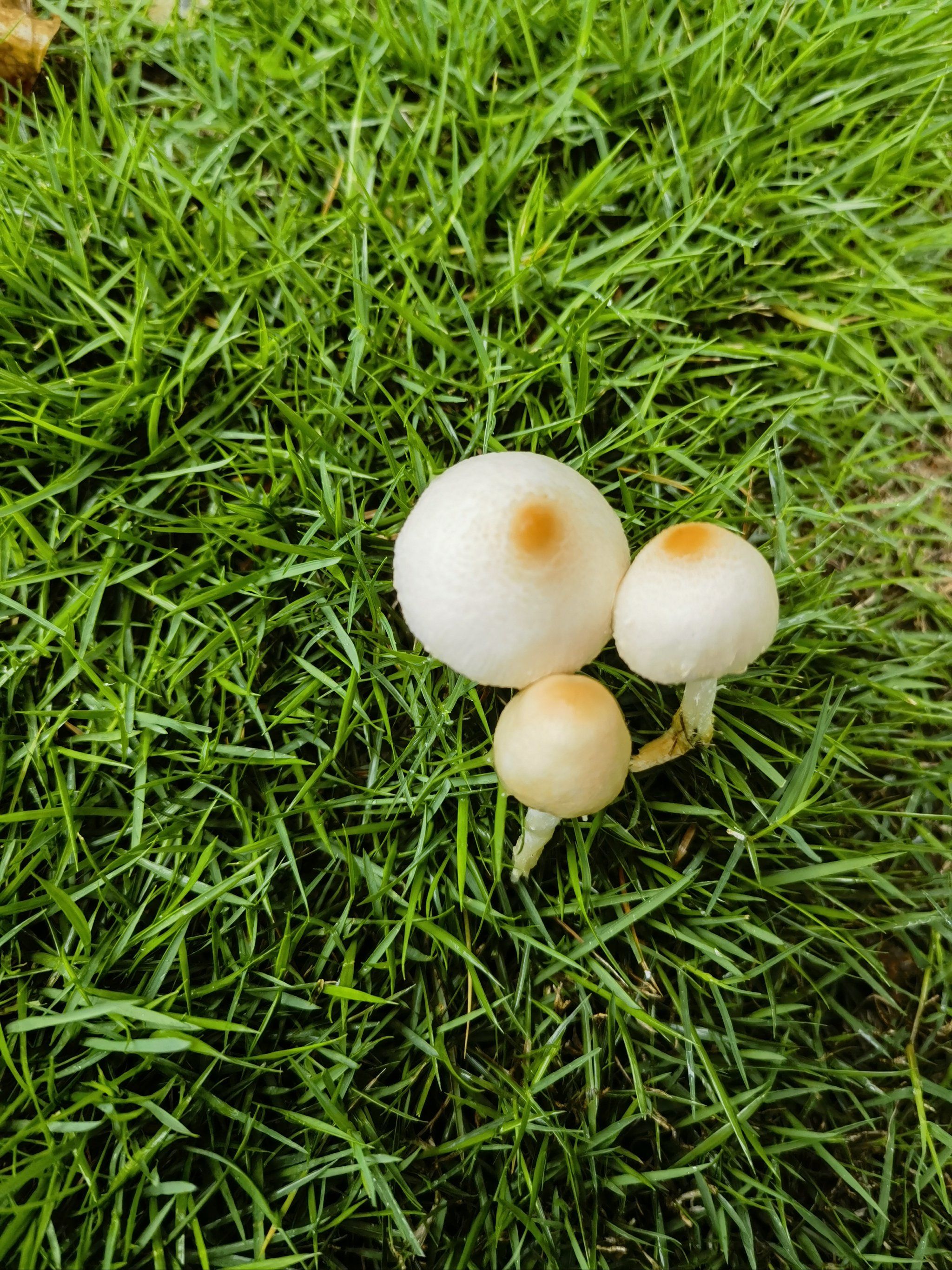 探索世界的小蘑菇🍄