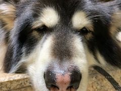 -more than meow吴止猫主题餐厅(承德 中船汇店)