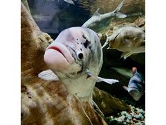 -迪拜水族馆及水下动物园