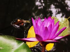 -广州兰圃