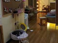 -滚猫咖啡·猫咖·猫友好撸猫(未来城店)