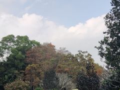 -深圳仙湖植物园