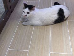 -momokira米努特·德文卷毛猫·棉花面纱犬
