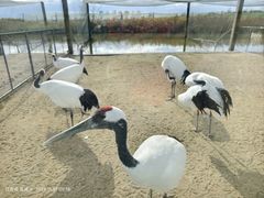-盐城丹顶鹤湿地生态旅游区