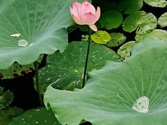 -荔湾湖公园