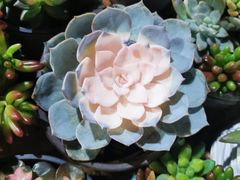 -循礼门鲜花花市(武汉循礼门店)