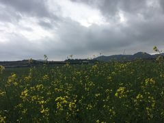 -光明小镇欢乐田园