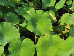 -四川大学(华西校区)