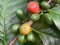 -后谷咖啡(建设巷店)