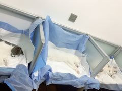 -灵美宠物诊所