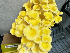-芸山季·云南野生菌火锅(人民广场来福士店)