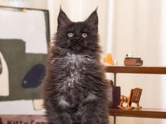 -小猫来了·猫舍(红山六九七九店)
