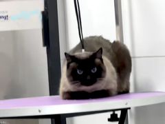 -贝康宠物医院·犬猫全科·小动物特色诊疗中心(东环路店)