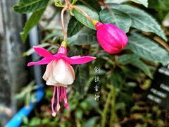 -中国科学院华南植物园