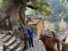 -杨家堂村