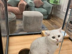 -袖虎·猫馆(体育西路店)