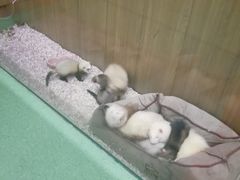 -藦茜花园宠物主题亲子互动体验馆(国顺东路店)