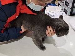 -伟伟宠物医院·CT影像中心·瑞派犬猫综合性门诊(汉口总院)