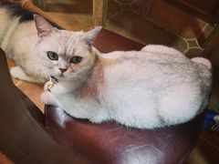 -李小姐の猫咖啡馆(五角场店)