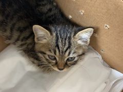-达爱动物医院·犬猫分区·CT·复杂眼科(远洋山水分院)
