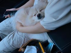 -汪说喵讲宠物乐园宠物酒店(红星美凯龙店)