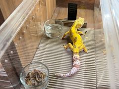 -酷以爬仙阁实体爬宠店·守宫·蜥蜴·专业繁育