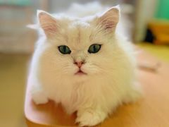 -猫在这儿猫咪咖啡馆·撸猫馆