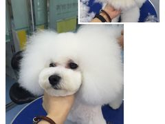 -瑞派宠物医院·24小时骨科·心脏·核磁(哈尔滨南岗店)