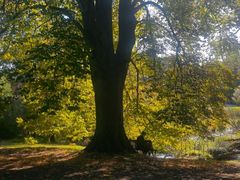 -墨尔本皇家植物园