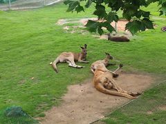 -西霞口神雕山野生动物世界