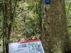 -中国科学院西双版纳热带植物园