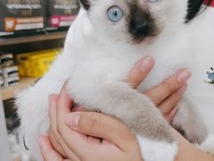 -美联众合爱康动物医院•复杂内科•肿瘤科•牙科•腔镜诊疗中心