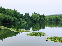 -溱湖国家湿地公园