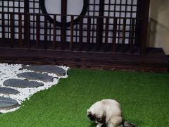 -白兔子密室(长寿路店)