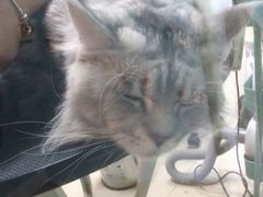 -老吴的猫·猫舍(新区店)