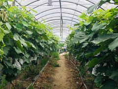 -马陆小张葡萄园农家乐