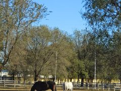 -北京群众马术培训基地