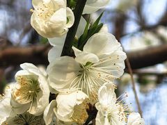 -龙湖星悦荟(颐和店)