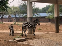 -石家庄市动物园