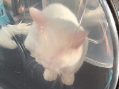 -宠颐生宠物医院外科·内科·皮肤科·影像科(石龙店)