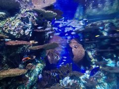 -上海海洋水族馆